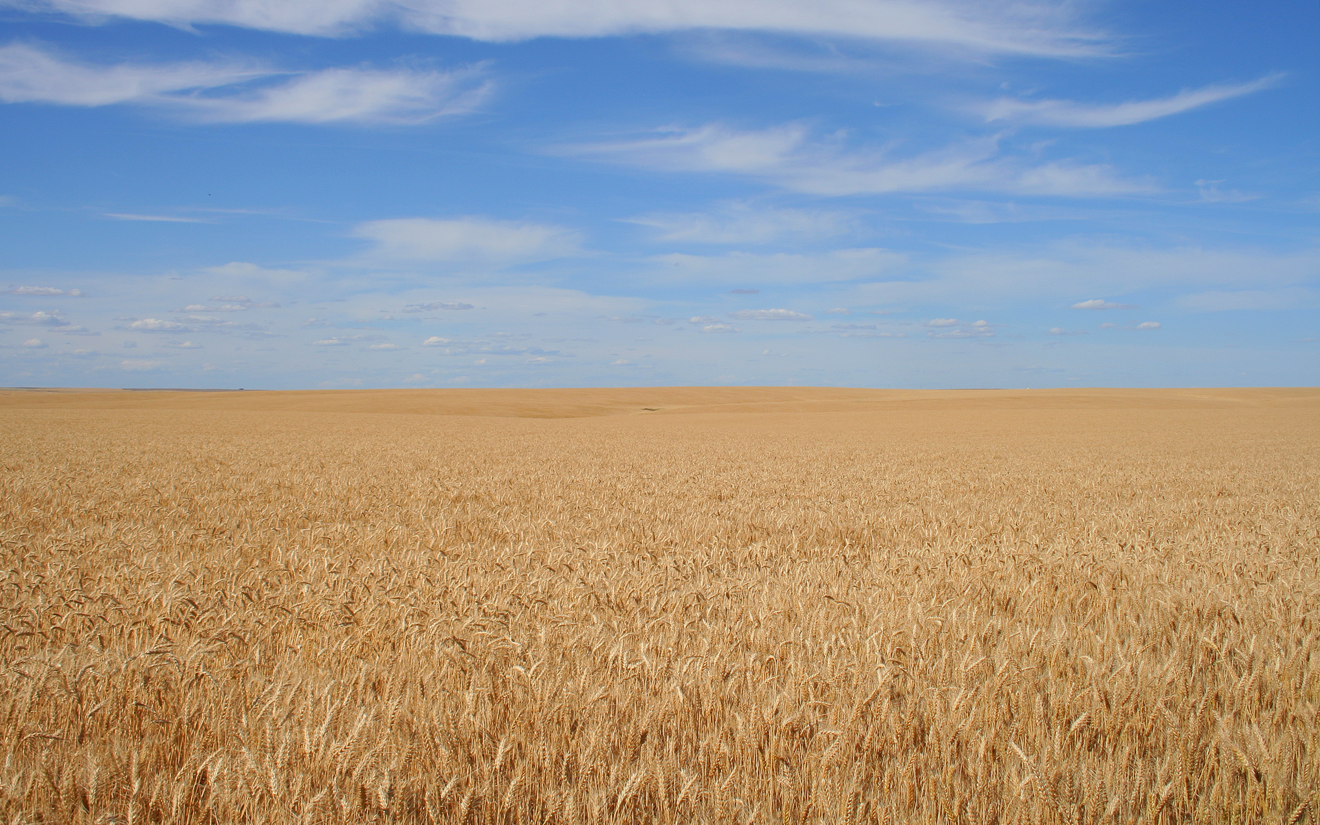 Hình nền cánh đồng lúa mì