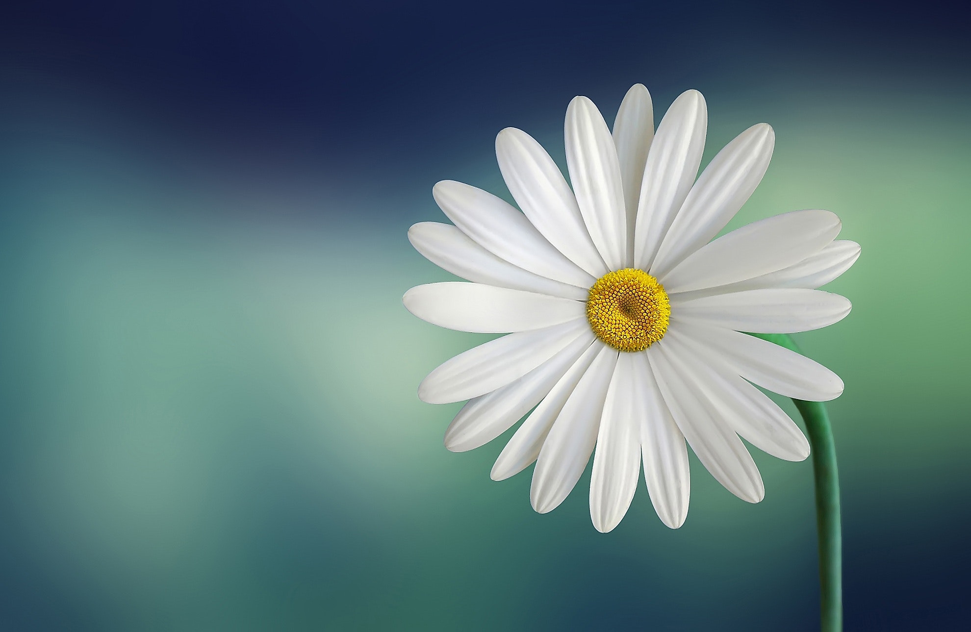 Hình nền hoa cúc trắng đẹp (2)