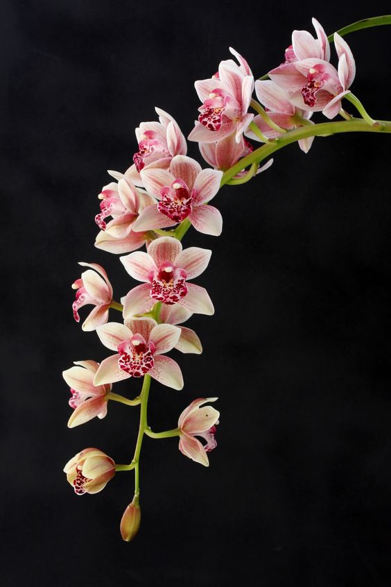 Hình nền hoa lan đẹp dành cho điện thoại
