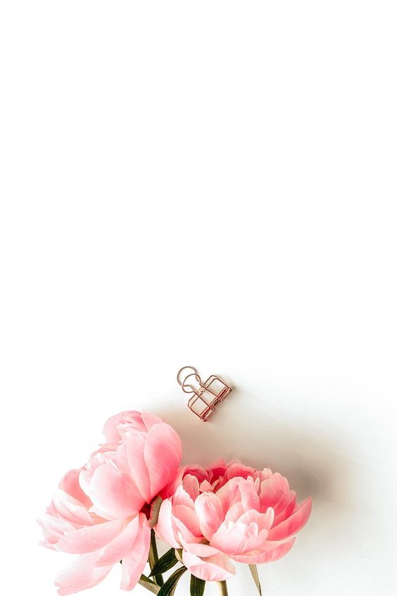 Tải hình nền hoa cẩm chướng tuyệt đẹp cho máy tính  Carnation wallpaper   VFOVN