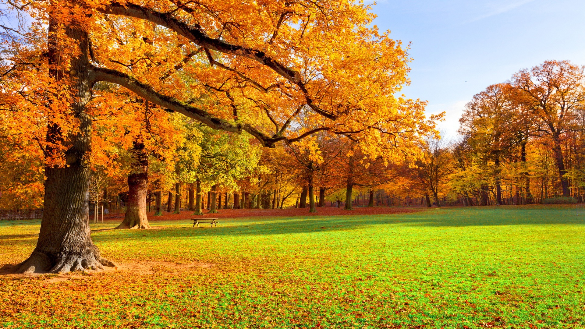 hình nền mùa thu lá vàng