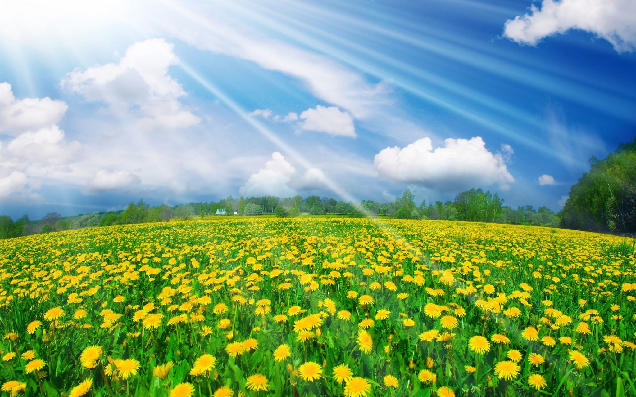 Hình nền nắng trên cánh đồng hoa
