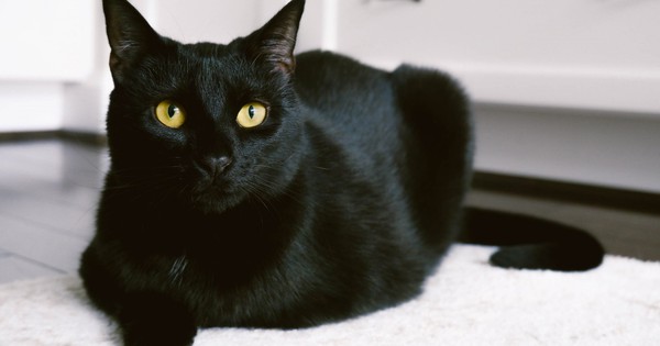 Thực hư về quan điểm nuôi mèo đen có xui xẻo không? - Chăm Sóc Thú Cưng