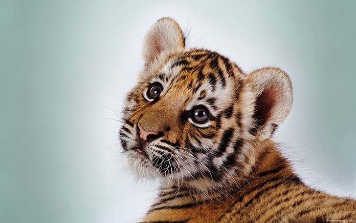 100+ Hình Ảnh Hổ Đẹp, Hổ 3D, Hổ Con Cute Dễ Thương Nhất