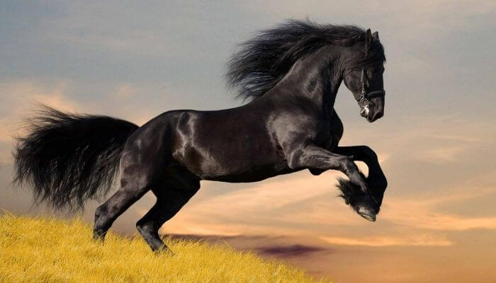 Bạn mơ thấy ngựa, nên đặt cược vào con số nào?