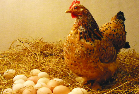 Trả lời] Nếu mơ thấy gà đẻ trứng thì nên chơi xổ số con số nào? may mắn hay xui xẻo?